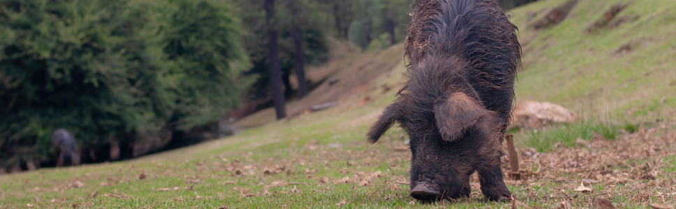 Découvrez notre gamme <b>ANTIBIOTHERAPIE RESPONSABLE PORCS</b>